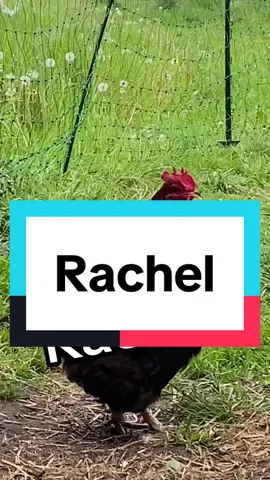 #Rachel #funny #chicken #funnyvideos #funnyanimals #lustig #lustigevideos #lustigetiere 