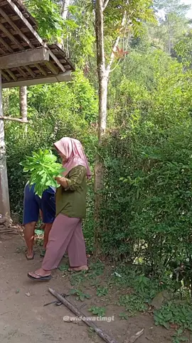 ikan pindang plus rebusan daun pepaya nikmat tiada Tara ,maklum.. kita wong ndeso makan gini aja udah enak bgt😁 @kedaton.beauty.of