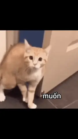 meo mèo meo méo mèo meo meo mèo mèo #cat #cats #catsoftiktok #xuhuong #catvideo #trending #meme #catmeme #mèo #indie #ngọt #fypシ゚viral #fyp #CapCut #rock #foryoupage #foryou #catlover #cattok #catlovers 