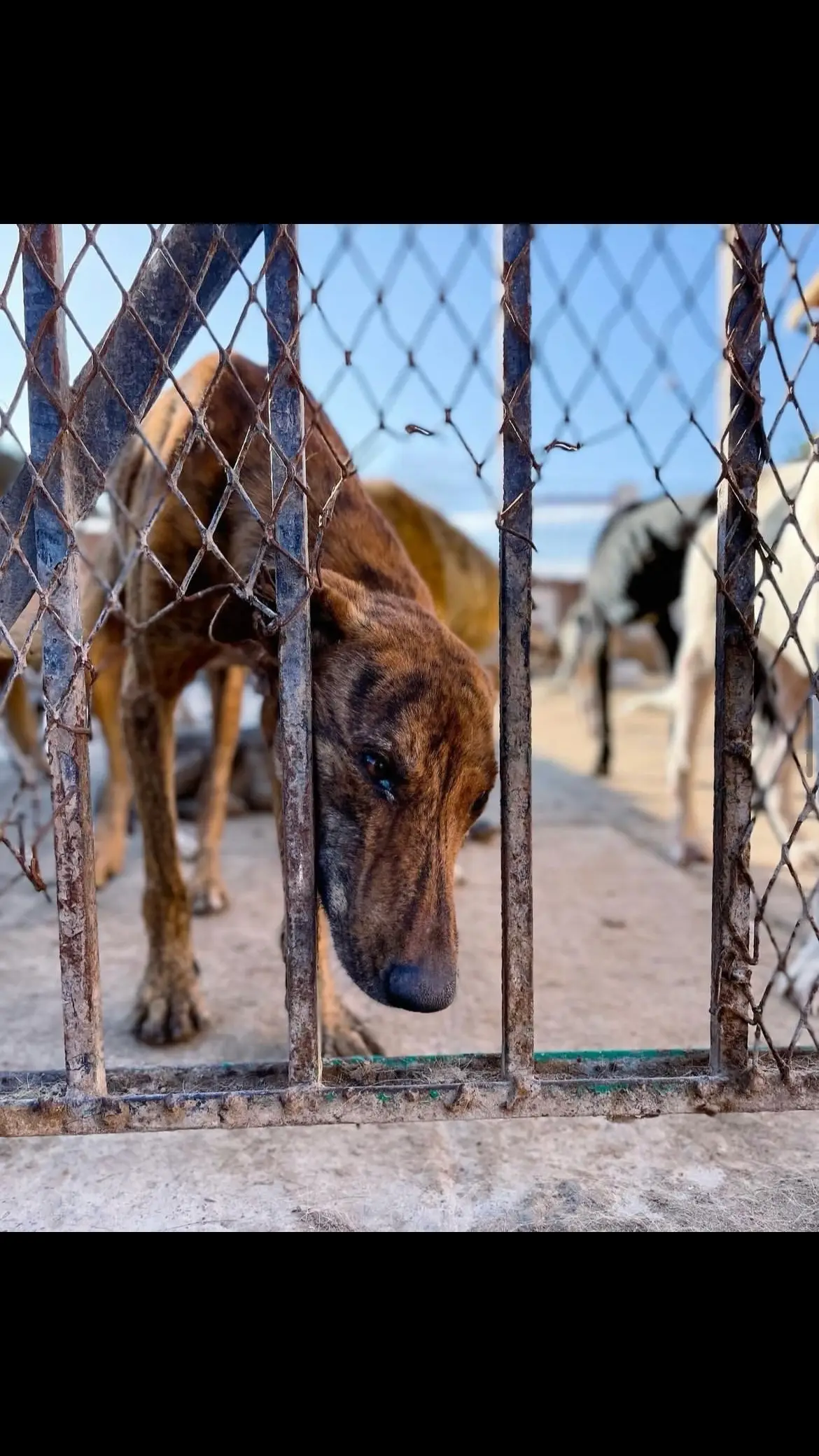 If $50 a month is just too much, we understand. A monthly donation of any amount will help us help to stop the suffering. Ready to make a real difference in the lives of these animals? Can you be one of the 60? If $50 a month is just too much, we understand. A monthly donation of any amount will help us help to stop the suffering. Ready to make a real difference in the lives of these animals? Can you be one of the 60? #AnimalRescue #animallovers #dog #dogs #doglovers #rescuedog #dogrescue #doglover #dogsarefamily #puppy #puppies #puppylove #puppyrescue #rescueismyfavoritebreed #secondchance 