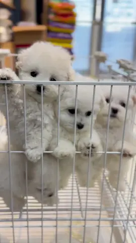 🥰 #dog #dogsoftiktok #fyp #doglover #cute #bichonfrise #puppytiktok 