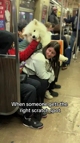 It hits different 👏 #nyc #samoyed #dogsoftiktok #samoyedsoftiktok #viraldog 