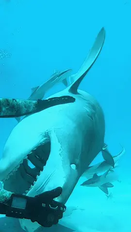People think when a shark gets rotated that they become completely immobile. As you can see, they bounce back really quickly! Sharks can be put into tonic immobility for a brief time, which helps keep sharks from panicking when upsidedown.  #sharkgetsrotated #sharks #sharkfeeding #sharkdiving #tigershark #shark #swimwithsharks #sharkdive #tonicimmobility #bahamas 