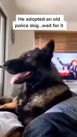 dogs compilation #funnydogs #fyp #foryoupage #dog#dogsoftiktok #germanshepherd 