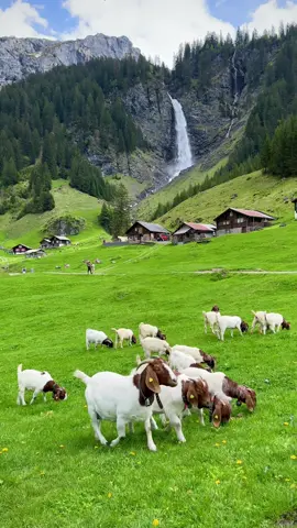 Beautiful Switzerland Waterfalls ✨ #switzerland #swissaround #tiktoktravel #nature #landscape 