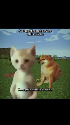 gang can know i fw the 2 week minecraft server 🙏 #cat #meme #fyp #Minecraft #gaming