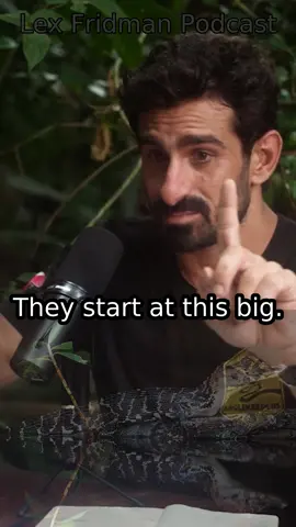 How an anaconda eats a crocodile - clip from Lex Fridman Podcast #429 with Paul Rosolie. Guest bio: Paul Rosolie is a naturalist, explorer, author, and founder of Junglekeepers, dedicating his life to protecting the Amazon rainforest. Support his efforts at https://junglekeepers.org