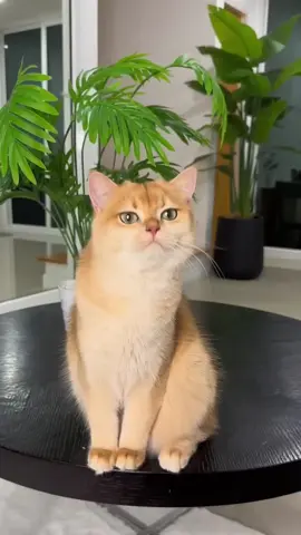 Funny Stories from my Cat #cat #pet #reaction #stories #funny #funnyvideos #fyp #foryou 