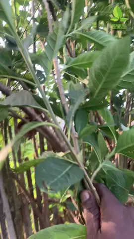 #mustwatch #dralidu #ghanatiktok🇬🇭 Bitter leaves 01 #foryoupage 