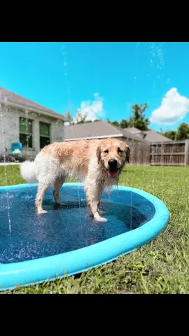 Mom finally got my splash pad out💦  Do you have a splash pad? 🐾💦 . . . #goldenretriever #goldensoftiktok #dogsoftiktok #splashsummervibe #splashpad #dogsswimming #waterdog #babydog #cutedog #cutevideos #viral #summervibes #viraltiktok #Summer #splishsplash #cute #golden #dogsdaily 