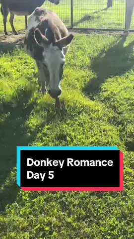 Donkey Romance Day 5! #minifarm #minidonkeys #minidonkeysoftiktok #minicows #minigoats #blancheanddolly #poppyandpetunia #posieandpumpkin 