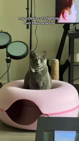 the boys are obsessed with this cat tunnel bed 🫣😂🫢 #fyp #catsoftiktok #cattok #cats #cattoy #cattoys #catlover #TikTokMadeMeBuylt #TikTokShop #PetsOfTikTok #gatos #greycatsoftiktok #greycat #greycats #greycatsbelike #viral #trending #duet #cats #tuxedocat #cats #greycatsoftiktok #kitten #kittensoftiktok #cats #lol #viral #foryou #foryoupage #catmom #funnypets #funnycat #cutecat #cattok #chonky #PetsOfTikTok #catlover #animalsoftiktok #chonk #chonkycat #greycat #adoptdontshop #humor #catperson #kitty #catlove #catvideo #gato #catlife #pet #fatcat #funnycats #meow #humor #kitten #kittensoftiktok #catvideo #catmom #catslovers #catlovers #catloversclub #catonaleash #relatable #ifykyk #xyzbca #foryou #foryoupage #cute #cutecat #furbaby #tuxedocat #gato #chonkycat #greycat #kitty #chonk #xyzbca #viral #lol #funny #catslovers #catsagram #catsmoves #menace #catlife #catparents #catmom #catdad #catmoms #catmomlife #catparent #catsbelike #catowner #catownerproblems #funnycats #cutecats #makethisviral #blowthisup #michi #michis #gatos #gatostiktok #kittycat #kittens #kitties #tuxedocatsoftiktok #greycats #relateable #xyzbca #haha #lmao #lol #funnyanimals #funnycats #catsvideo #funnyvideo #foryou #toryoupage #funnycat #comedy #cat #catsoftiktok #kitten #funny #foryou #foryoupage #haha #awkward #silly #funnycatvideo #judgycat #fatcat #ilovemycat #kitty #comedy #lol #humor #tabby #tabbycat #ttshop #shoptok #tiktokmademedoit #tiktokmademebuythis #founditontiktok #tiktokfinds #tiktokshopping #tiktokshopfinds #catproduct #productreview #malecat #boycat #russianblue #greycat #greycatsoftiktok #throne #catessentials #catproducts #sawitontiktok #tiktok #tiktokmademetryit #worththemoney #viral #TikTokShop #catdad #catperson #sale #sales #catmom #catmoms #catmomlife #catmomsoftiktok #happycat #petlover #petfinds #fun #play #catfinds #review #musthaves #amazonfinds #chonk #shop #cat #catfinds #buyit #catsiblings #catcave #cattunnel #catbed #catdonut #crazy #zoomies #happycat #gift #petlover #play #fun #wild #toy #menace #rundontwalk 