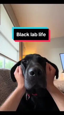 Man’s best friend 🐾 #blacklab #labrador #dogsoftiktok #dog #fypage #foryoupage 