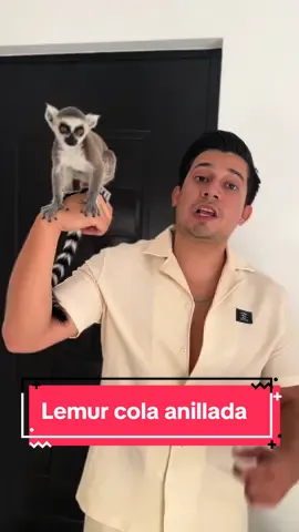 Nos llego una princesa con muchos anillos 💍 #fyp #fypage #parati #exoticpets #animalessalvajes #lemur #lemurcolaanillada #faunasilvestre #conservation #animalestiktok #animales 