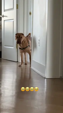 Love, Luigi #sharpei #fypシ #dogsoftiktok #spoileddog #doggo #handsomeboy 
