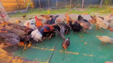 ពេលថ្ងៃរៀបលិច