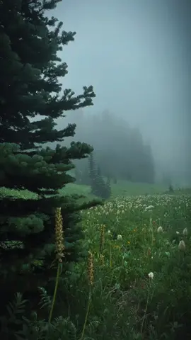 Don’t let them dictate the way you feel about yourself  #darkaesthetic #darknaturalism #aesthetic #nature #natureaesthetic #fog #foggyforest #forestcore #wildflower #moody #moodyvibes #gloomy #calmingvibes 