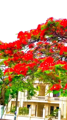 Tháng 5, phố tạm biệt mùa bằng một cơn mưa to, gió theo đó mà về làm dịu dàng màu hoa phượng đỏ , hoa chỉ đẹp vào cuối mùa. Có những thứ rất lạ, chỉ đẹp trong khoảnh khắc chuẩn bị mất đi.    Phố sáng nay mưa, vô tình bắt gặp một con cua vừa lột xác. Xé thân ra để tách mình khỏi lớp vỏ cũ, có lẽ đau lắm nhưng đó là cách duy nhất để trưởng thành thêm.  Sau khi lột bỏ chiếc vỏ cũ, thân cua mềm nhũn, gần như bất động, không có khả năng tự vệ. Để trưởng thành thêm ấy mà, nhất định phải trải qua nhiều đau đớn và đối mặt với nhiều bất trắc...🤗😊🛌🛌🥂💋💜⚘️@hiu.hiu12 #ngamsudoi #doibacnhuvoi #khoquaboqua #phongcanh #xuhuong #roimoithuseonthoi #@🗽🛖 Đời Du Mục 🐫🍶 