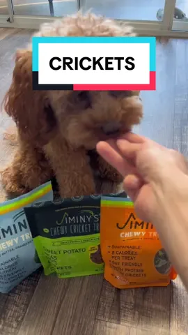 I guess my dog prefers cricket protein   #dog #puppy #poodle #toypoodle #dogsofttiktok #protein #petnutrition #CapCut 