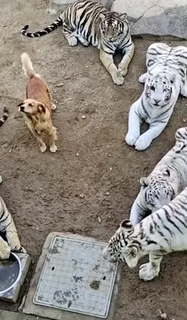 #dog#tigers #amazing #video #reels #trending #popular #viral #fyp 