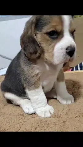#tiktokdog #chohaihuoc #PetsofDyson #dog #yeuthucung😘😘 #chó #thucungdethuong #thucung #PetsOfTikTok 