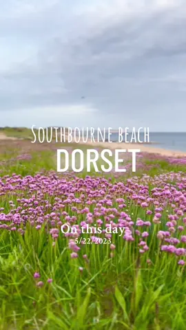 #onthisday thrift or sea pinks you can see this walking toward  hengistbury head  #southbourne #southbournebeach #hengistburyhead #dorset #seapinks  #wildflowers #thrift  #sea #bournemouth #travel #england #fyp #foryou #foryoupage #foryourpage 