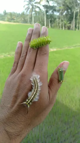 Trio Snut Snut #ulat #ulatbulu #ulathijau #buluulat #ulatserit #ulatmatahari #ulatsrengenge #caterpillar #hewanserem #hewanseram #hewangeli #hewanlucu