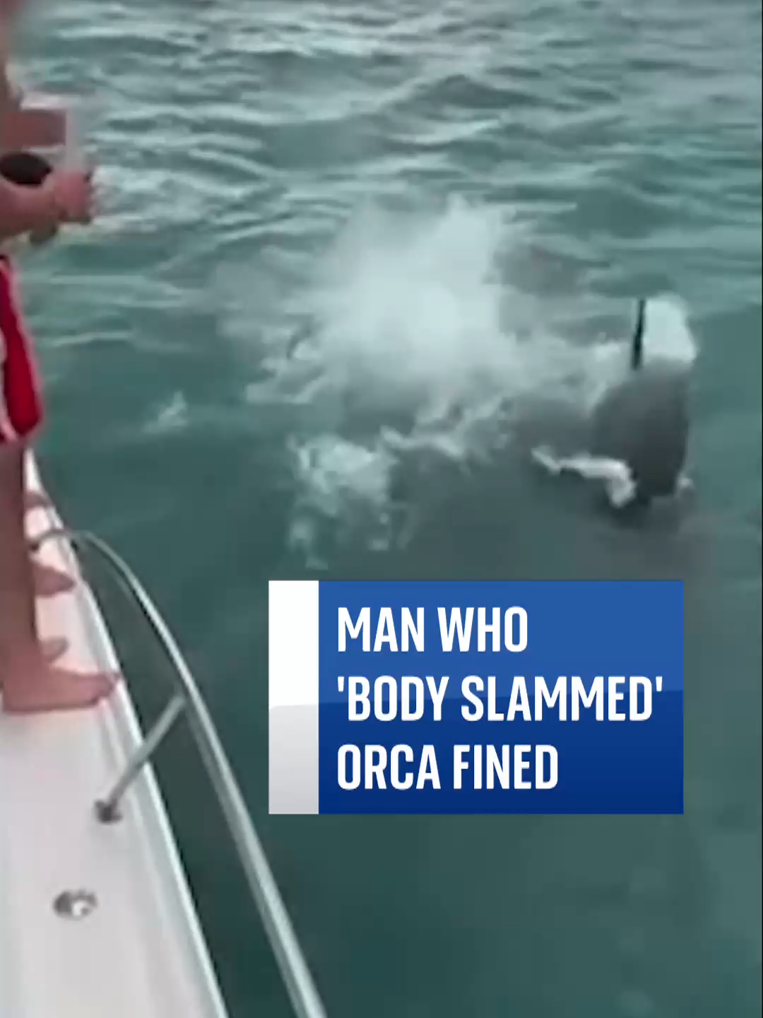 A man who leapt from a boat in an alleged attempt to 'body slam' two orcas, has been fined around £300.  The incident, which was caught on video by some of his friends, was described as 'shocking and stupid' by New Zealand's Department of Conservation. #crime #orca #sealife