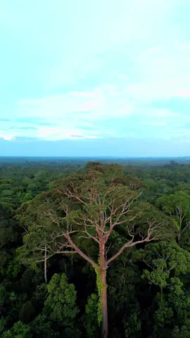 Semoga abadi selamanya 🌳🌿  📸 : Kanopi hutan hujan kalimantan,  📍loct : Hutan di dekat Desa Karendan, Barito Utara, Kalimantan Tengah.  #nature #forest #rainforest #centralkalimantan #indonesia #dji  #djiglobal #explorepage #visitkalimantan #borneo #mountain #luts #dronestagram #wonderfullindonesia #pesonaindonesia #kalimantan #pesonaindonesia #wonderful_places