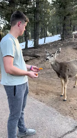 Mule deer 🤝🏻 Cheetos #creatorsearchinsights #deer #muledeer #colorodo #deerandelk #creatorfund #debtfree #fypシ゚viral 