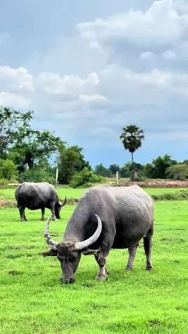 ช่วงนี้ฝนตกบ่อย หญ้าเขียวเต็มทุ่งเลยค่ะ🌱🐃#ควายอุทัยธานี #ควายไทย #ป้าแป๋วควายไทย #วิถีชีวิตบ้านนอก 