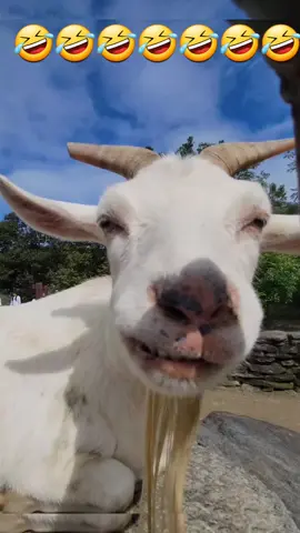 Goat Chewing Gum