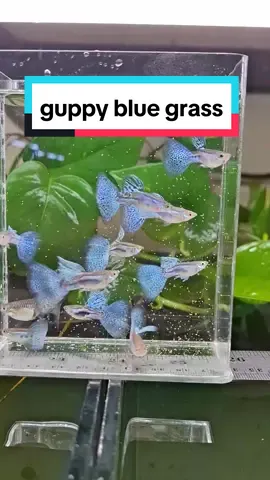 Blue grass big dorsal  Pengiriman seluruh indonesia 🇲🇨 Ready world wide shipping 🌍 #aquascape #pandaguppy #guppycirebon #guppybreeder #guppy #aquarium #guppy #guppyfish #guppylover #minipond #kolammini #bluegrassguppy 