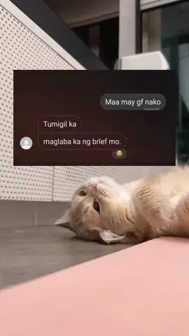 maa 🤦 #fyp #fypage #foryou #foryoupage #cat 