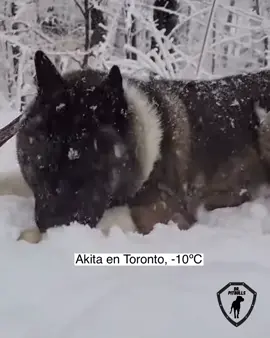 Mis perros son estufafílicos e hidrofóbicos, son igual a la Blanca del video “sácala de ahí a la blanca, que se está quemando”, también les he visto salir humo de su pelaje, a veces no es nisiquiera necesaria la estufa, solo ejercicio con frío. #pitbull #pitbulls #pitbullchile #pitbullschile #apbt #apbtlife #apbtlove #bully #americanbully #bullterrier #staffordshirebullterrier #staffy #adopt #pitbulladvocate #puppy #americanstaffordshireterrier #dog #dogs #perro #perros #perrochile #dogoftheday #pits #pitbullsoftiktok #amstaff #PetsOfTikTok #mascotas #perroschile #drpitbulls #noparaprincipiante #fyp #foryoupage #viral