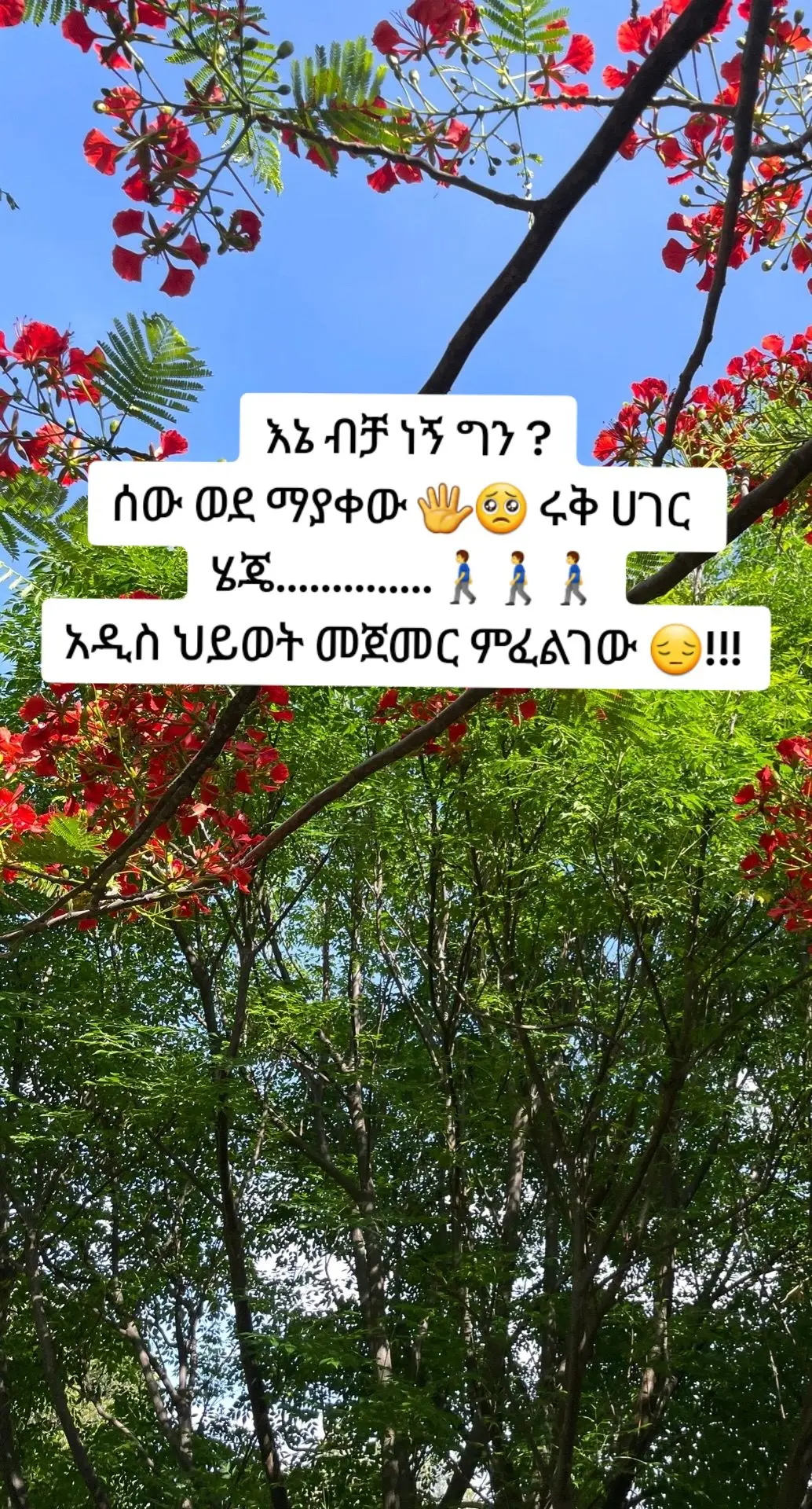 #sad #newcountry #newfriends #newlife #begen #ድብርት #ብቸኝነት #ethiopian_tik_tok🇪🇹🇪🇹🇪🇹🇪🇹#viralvideo #music #CapCut #BookTok #trending #sadboy  #fyyyyyyyyyyyyyyyy #foryou #viralvideo #remember #sadvibes🥀 #tt #fyppppppppppppppppppppppp @ሙዚቃዊ | Musiqawi @90's @ሙዚቃን በፎቶግራፍ📸 @Muzikawi 