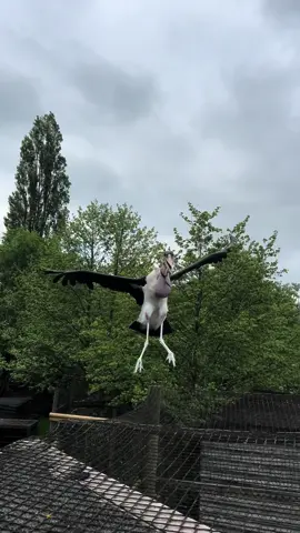 Join Jake to fly our two Marabou storks. #marabou #storks #gauntletbirdofprey #bird #africa #marshallgps #pterodactyl #birdofprey 