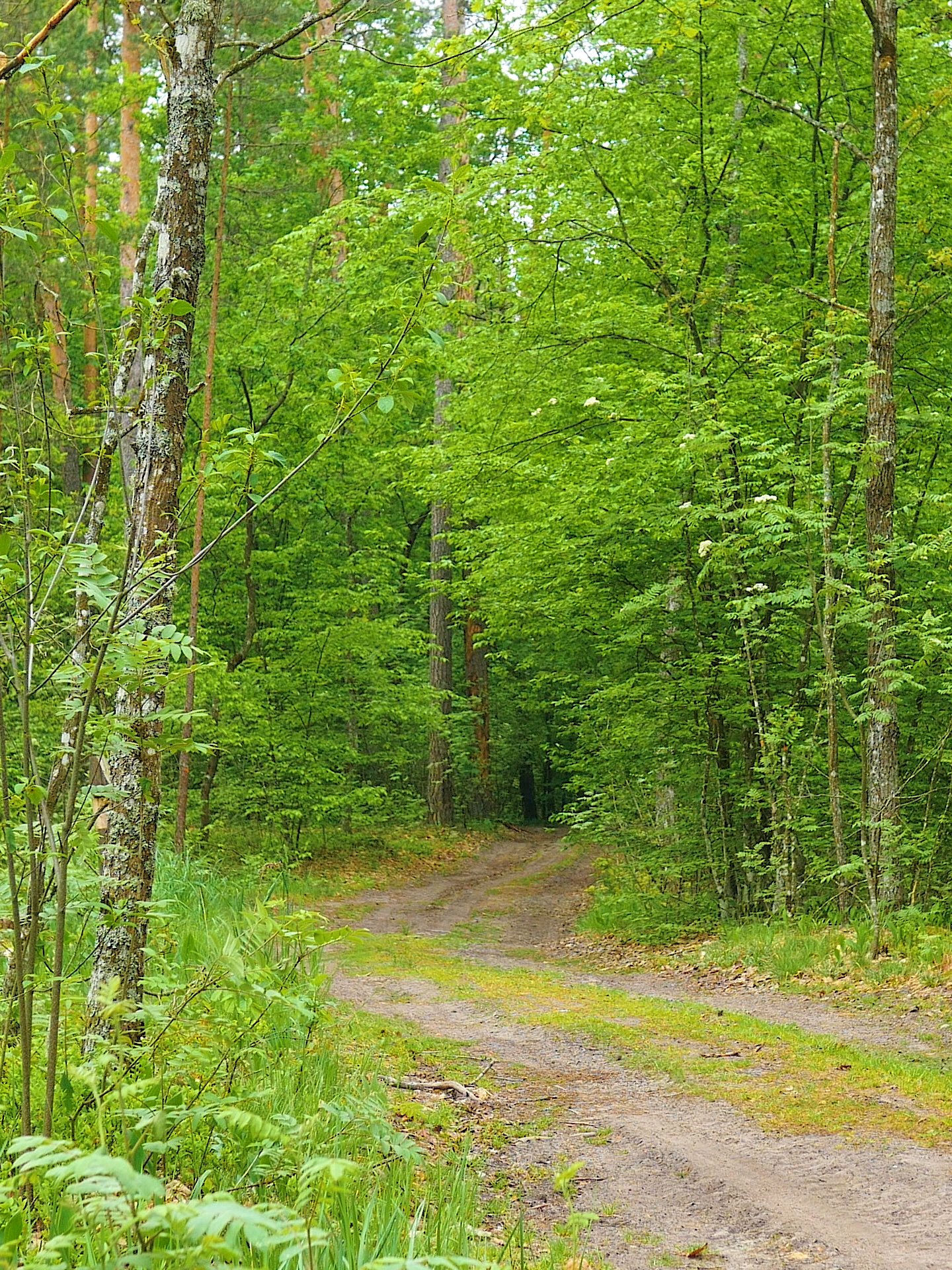 The magical forest is filled with fabulous sounds. The gentle voices of birds, the sound of the wind, the rustling of leaves will help you feel calm. #relax #relaxing #relaxingvideos #relaxation #relaxingvideo #nature #natureza #naturelove #naturephotography #naturelover #recommendations #recomendado