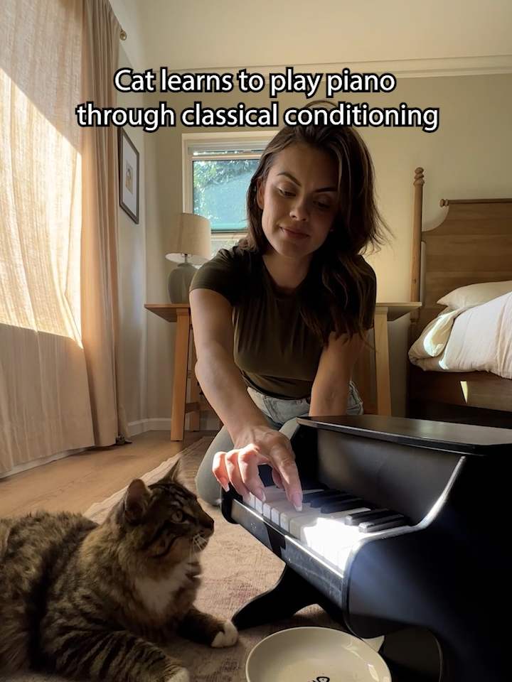 This clever kitty is learning to play the piano with the help of treats 😺🎹🎶 #Cats #ClassicalConditioning #Piano #ViralHog