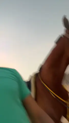 #الشعب_الصيني_ماله_حل😂😂 #خيل_وخياله🐎 #فروسية #خيل #مساء_الخير #صهيل #خيول #فارس 