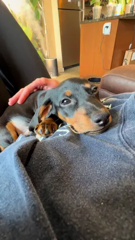 Time needs to slow down because I am not ready for Theo to grow up..🥺 #dachshundpuppy #dachshundlife #dachshundlove #dachshundoftiktok #dachshundpuppies #dachshundmoments #dachshundoftheday #dachshundsofinstagram #maledachshund #puppydachshund #fypage #fortyourpage #foryoupage 