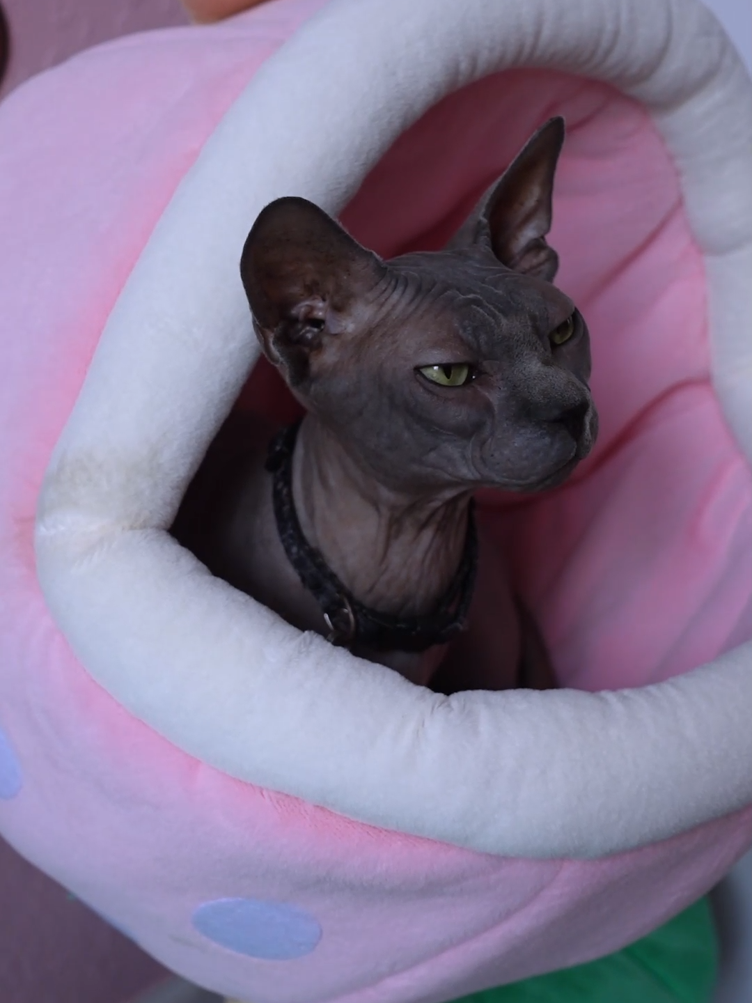 thanks to @happyandpolly for the cutest cat tree!! #sponsored #cats #sphynx