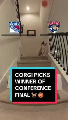 from downtown 🏀🗑️ (@STEPH FURRY | Fluffy Mamba) #NHL #StanleyCup #hockey 
