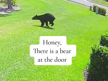 Honey, I think there is a bear at the door!🐻 #bear #florida #floridalife 