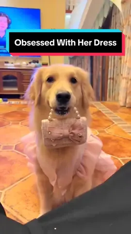 Golden glam vibes in pink! 🐶💕 Watch this adorable Golden Retriever rocking her pink dress and purse in front of the mirror! 🪞🐾 #DogFashion #GoldenRetriever #DogStyle #TailVibes #CuteDog #goldenretrieversoftiktok #foryou #dogdressing #goldenretrievertoday #foryoupage  Find the perfect outfits for your stylish pup at www.tailvibes.com! 🛍️
