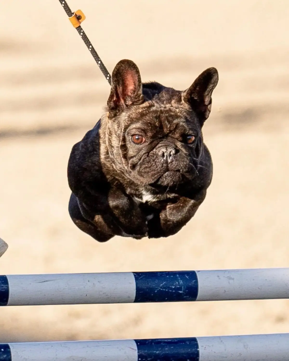 It's a flying potato!  @billraffio  #frenchbulldog #frenchie #frenchbulldogsoftiktok 