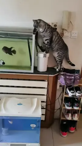 If I hadn't seen it with my own eyes, I wouldn't believe it. A cat is afraid of a house fish.   🐈Vs🐟 #fyppppppppppppppppppppppp #fyp #foryou #fypシ #funny #cat #fish 