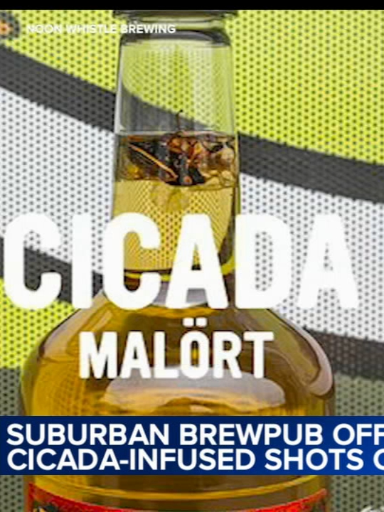 Who knew cicadas could taste so good? Lombard Brew Pub is offering shots of Malört infused with 