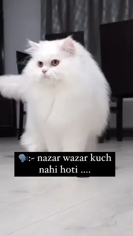 *Not my video* Pray for this Cat 🥺 . . . . . . . . . . . . . #catlover #btsxarmy #foryou #bts_army #trend #viral #bts_official_bighit #foryoupage #trending #cat 