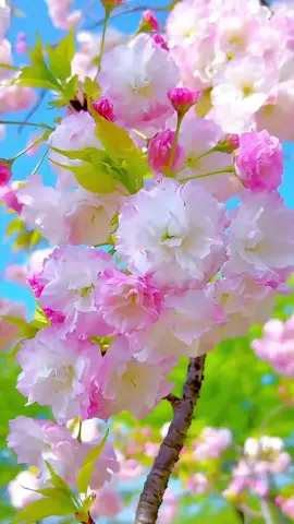 beautiful flower#おすすめ #綺麗 #日本の風景  @🦋Mie_🌸  @🦋Mie_🌸 